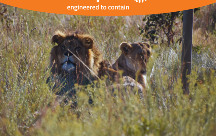Lions Project Instagram